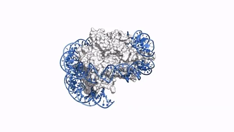 Nucleosome, rotating surface model Stock Footage 79799876