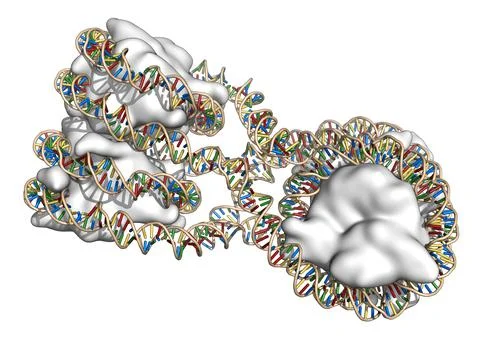 Nucleosome structure. 3D illustration. イラスト素材