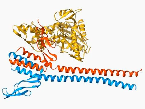 Nucleotide exchange factor Stock Illustration