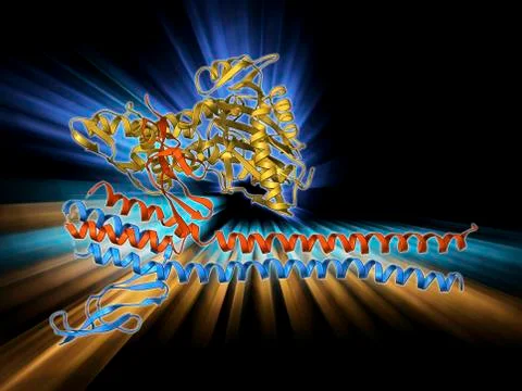 Nucleotide exchange factor Stock Illustration