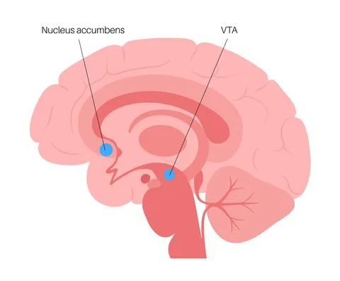 Nucleus accumbens concept Illustrazione stock