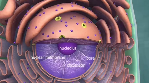 Nucleus of cell Stock Footage 277294889