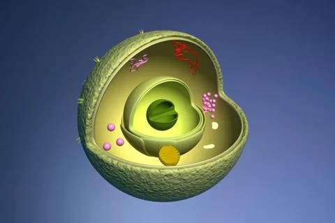 Nucleus cross section Illustrazione stock