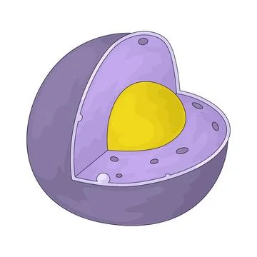 Nucleus illustration Stock Illustration