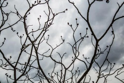 Nude branches tree cloudy sky 스톡 사진