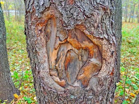 Nude nature of a tree Stock Photos