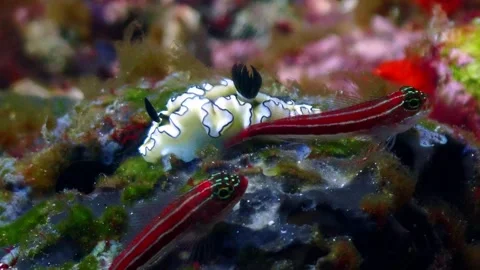 Nudi and goby 4K Stock Footage 331276513