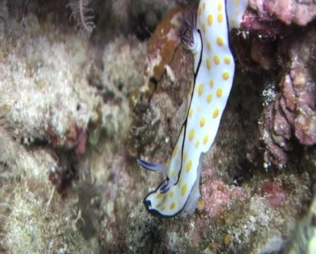 Nudibranch - Beautiful risbecia Stock Footage 574179