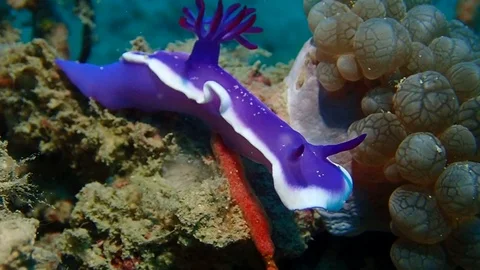 Nudibranch bleu Video stock 112537025