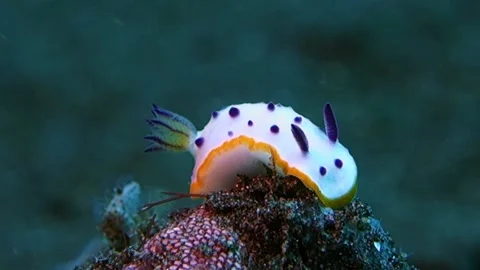 Nudibranch Bumpy Mexichromis sits on a brown sponge. Stock Footage 136719851