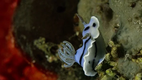 Nudibranch Chromodoris willani Video stock 98953365