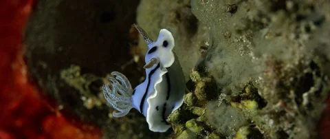 Nudibranch Chromodoris willani Stock Footage 99318914