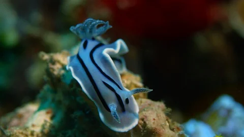 Nudibranch Chromodoris willani Stock Footage 99519889