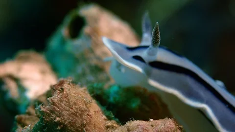 Nudibranch Chromodoris willani Vídeos de archivo 99596080