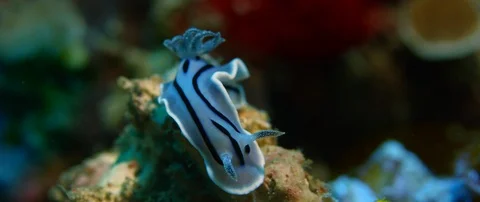 Nudibranch Chromodoris willani 動画素材 99660290