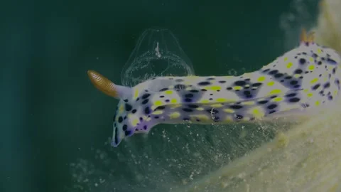 Nudibranch Close-Up 4K HDR S-Log3 Red Sea Footage Stock Footage 313043385