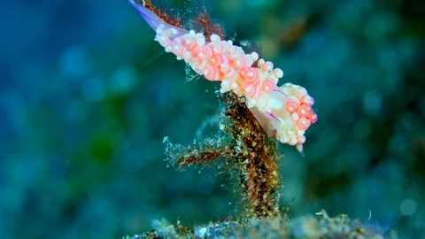 Nudibranch coryphellina rubrolineata going down a piece of coral Stock Footage 102269594