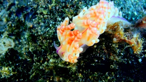 Nudibranch coryphellina rubrolineata going down a piece of coral Video stock 112457922