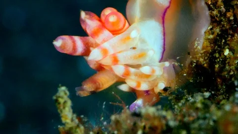 Nudibranch coryphellina rubrolineata going down a piece of coral Stock Footage 112457941
