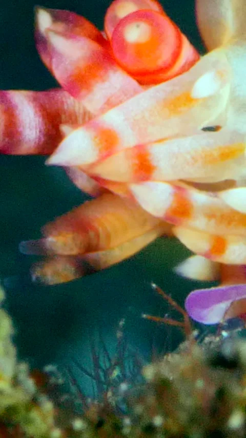 Nudibranch coryphellina rubrolineata going down a piece of coral Stock Footage 228829777