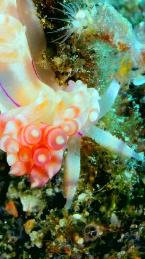 Nudibranch coryphellina rubrolineata going down a piece of coral Stock Footage 228829787