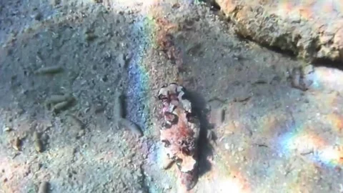 Nudibranch Crawling Across Sandy Seabed Near Coral Reef Stock Footage 339730641