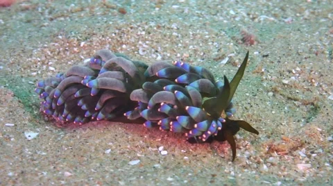 Nudibranch crawling over the seafloor Stock Footage 1058371