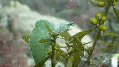 Nudibranch (Elysia viridis) crawling over seaweed, Underwater, 4k Stock Footage 231602437
