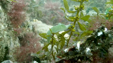 Nudibranch (Elysia viridis) crawling over seaweed, Underwater, 4k Stock Footage 231602495