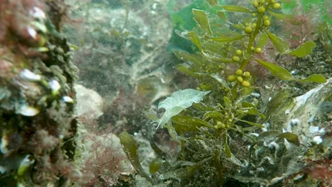 Nudibranch (Elysia viridis) crawling over seaweed, Underwater, 4k Stock Footage 231602528