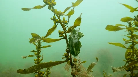 Nudibranch (Elysia viridis) crawling over seaweed, Underwater, 4k Stock Footage 231602538