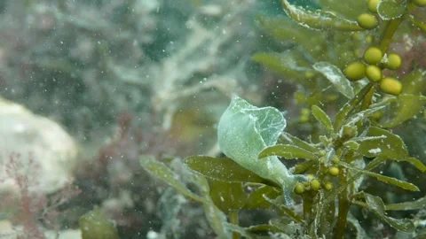 Nudibranch (Elysia viridis) crawling over seaweed, Underwater, 4k Stock Footage 231602539