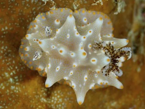 Nudibranch with fine patterns, Batangas Halgerda (Halgerda batangas), on an Stock Photos