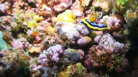 Nudibranch Stock Footage 350910