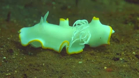 Nudibranch Stock Footage 10723758