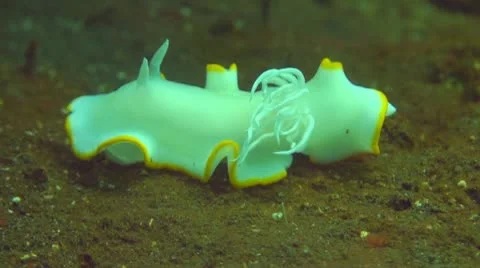 Nudibranch Stock Footage 10737017