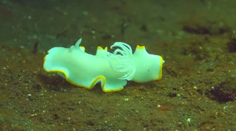 Nudibranch Stock Footage 10737025