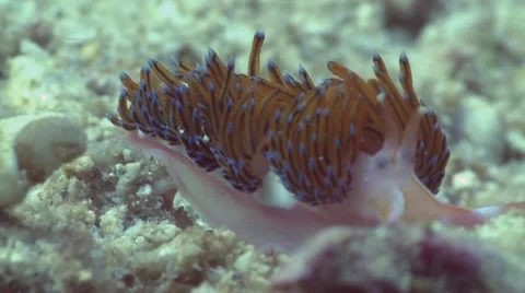 Nudibranch Stock Footage 12210195