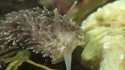 Nudibranch Stock Footage 79052376