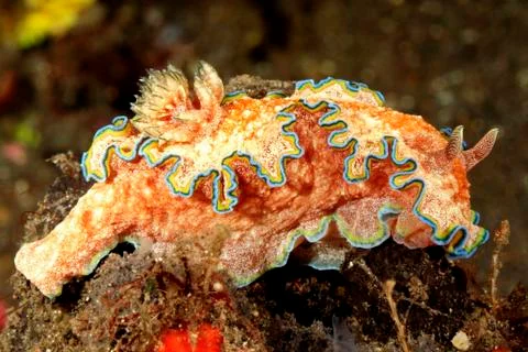 Nudibranch, Glossodoris cincta Stock Photos