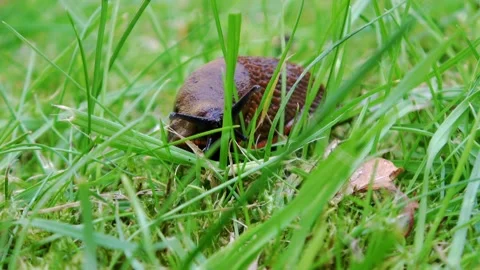 Nudibranch in the grass  Video stock 168558484