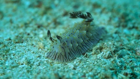 Nudibranch Halgerda willeyi Stock Footage