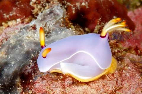 Nudibranch laying egg ring 写真素材