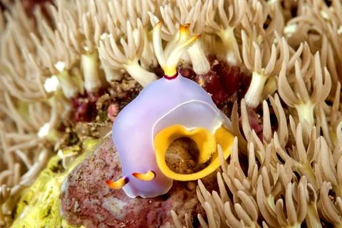 Nudibranch laying egg ring Foto stock