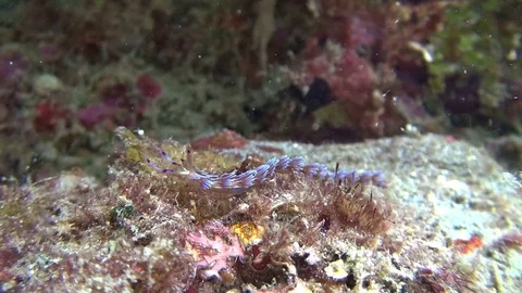Nudibranch in the lembeh strait Video stock 102906777