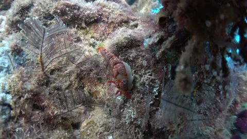 Nudibranch - Moridilla fifo Stock Footage 139680382