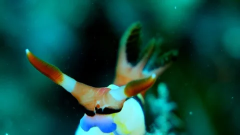 Nudibranch nembrotha rutilans going over soft coral and sponge Stock Footage 112458264