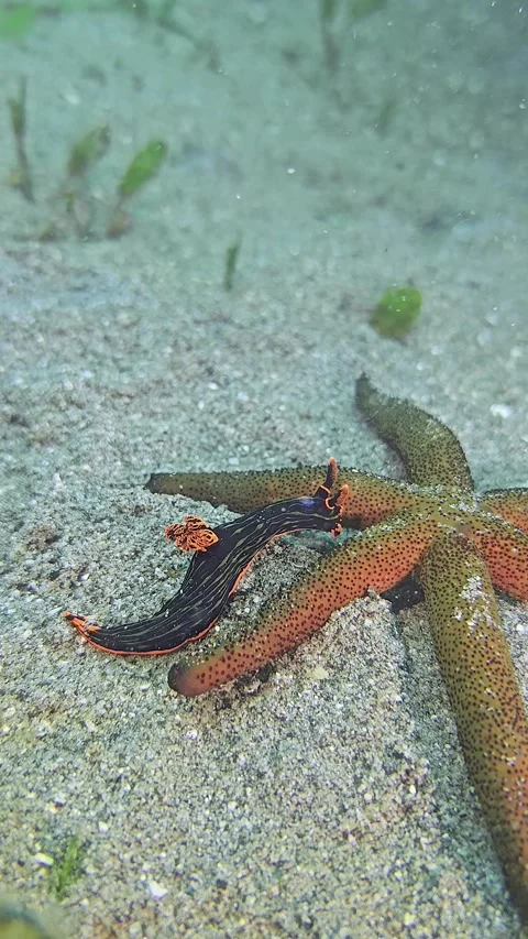 Nudibranch next to a starfish Stock Footage 343801061