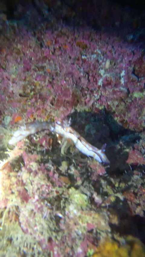 Nudibranch at Night Dive Stock Footage 319954312