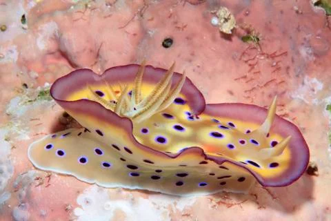 Nudibranch Stock Photos
